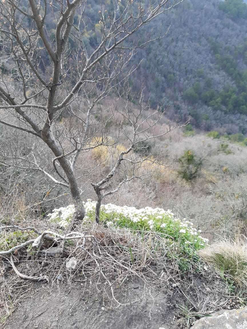 Image of Gray rockcress