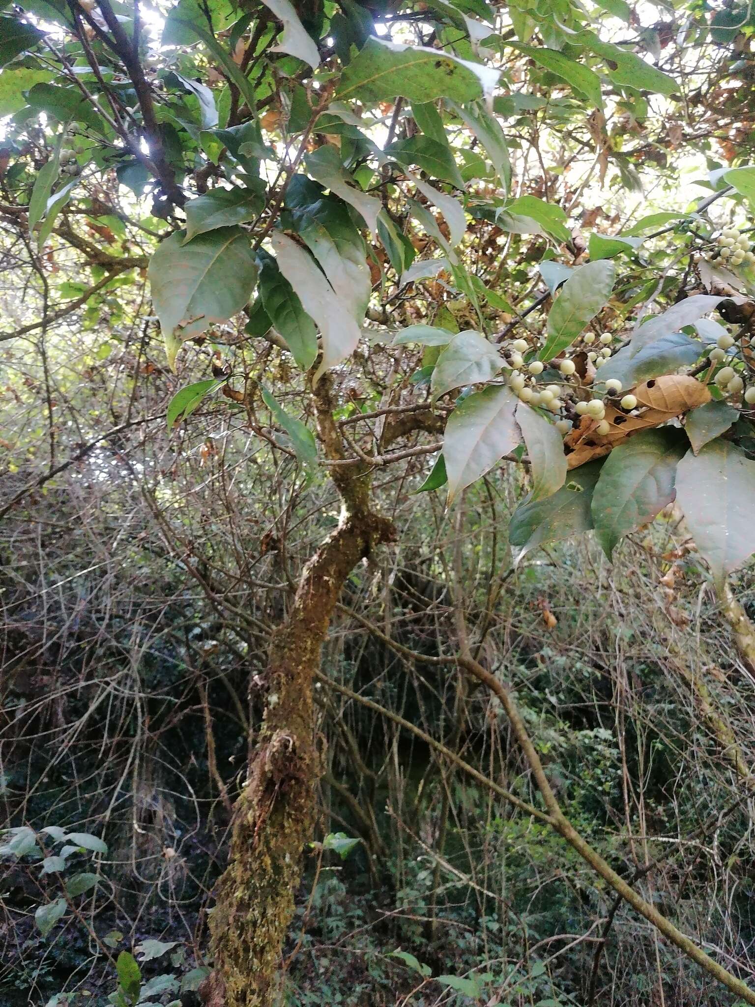 Image of Meliosma dentata (Liebm.) Urban