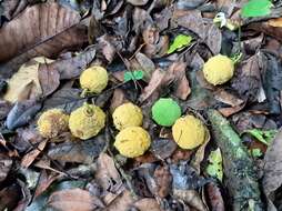 Image of Lemon Drop Mangosteen