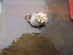 Image of Ladder whelk