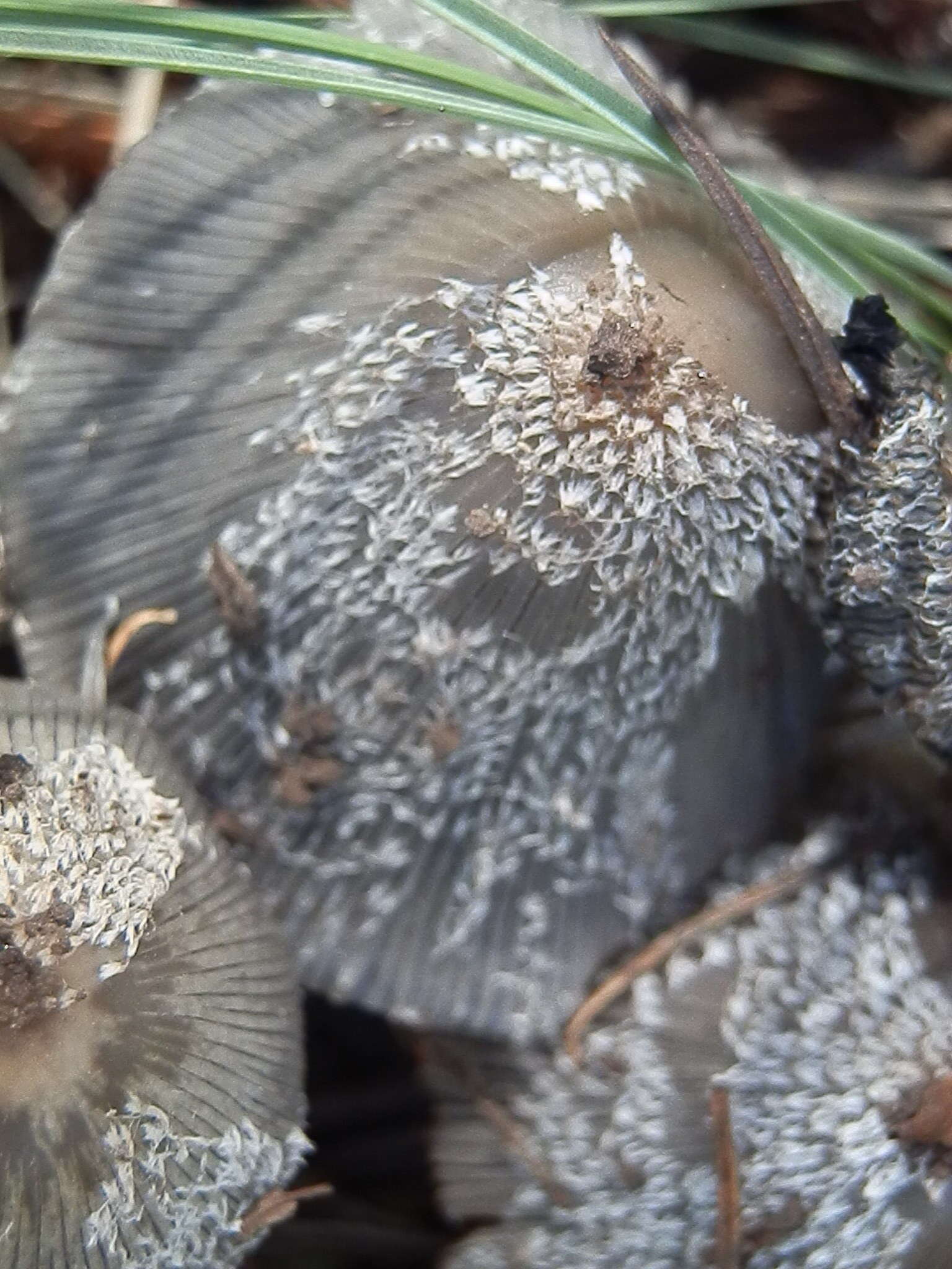 Imagem de Coprinopsis jonesii (Peck) Redhead, Vilgalys & Moncalvo 2001