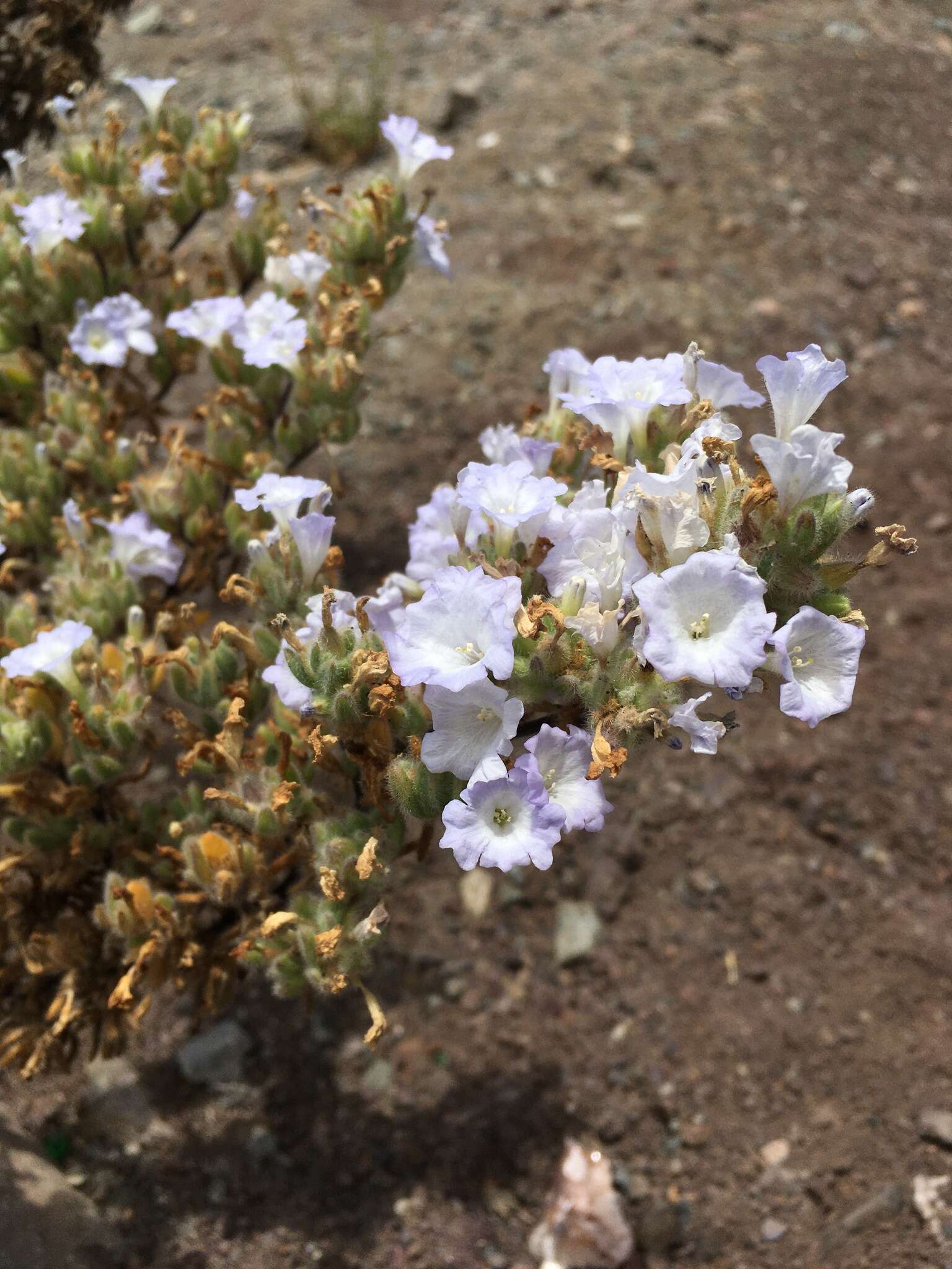 Image de Nolana aplocaryoides (Gaudichaud) I. M. Johnst.