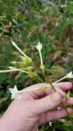 Imagem de Nicotiana quadrivalvis var. wallacei (A. Gray) Mansf.