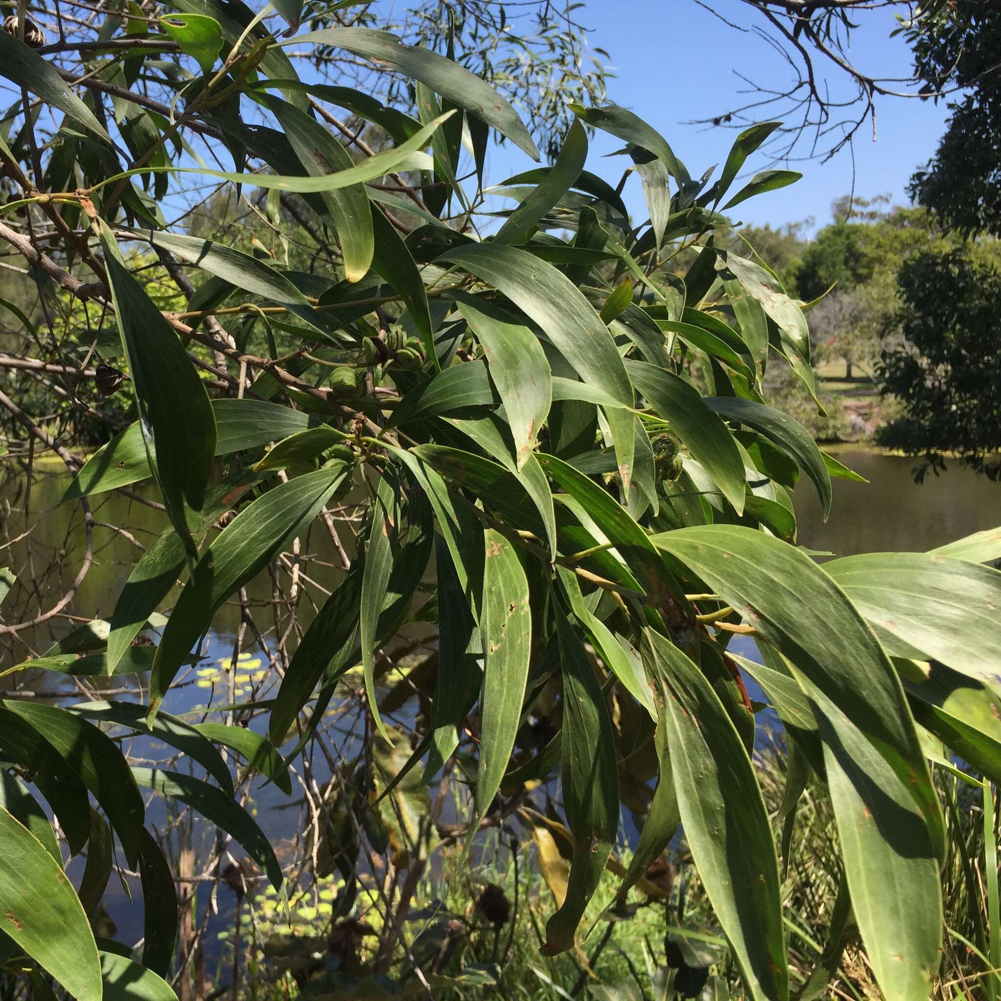 Imagem de Acacia cincinnata F. Muell.