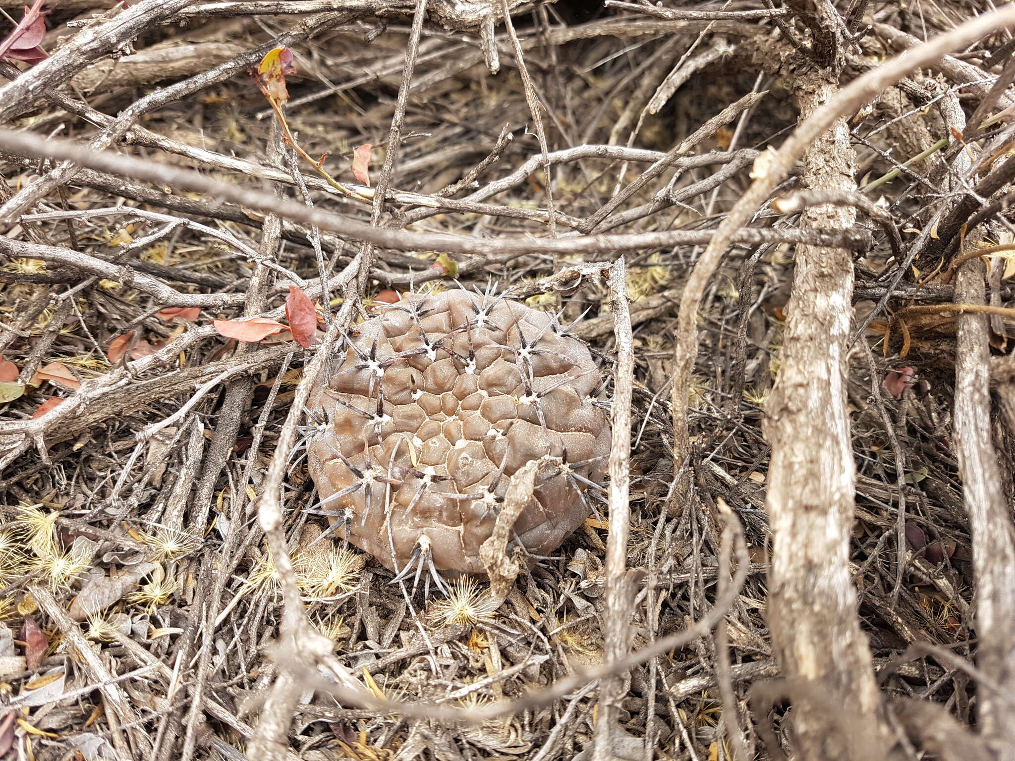 Image of Gymnocalycium striglianum Jeggle & H. Till