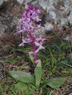 Image of Orchis sezikiana B. Baumann & H. Baumann