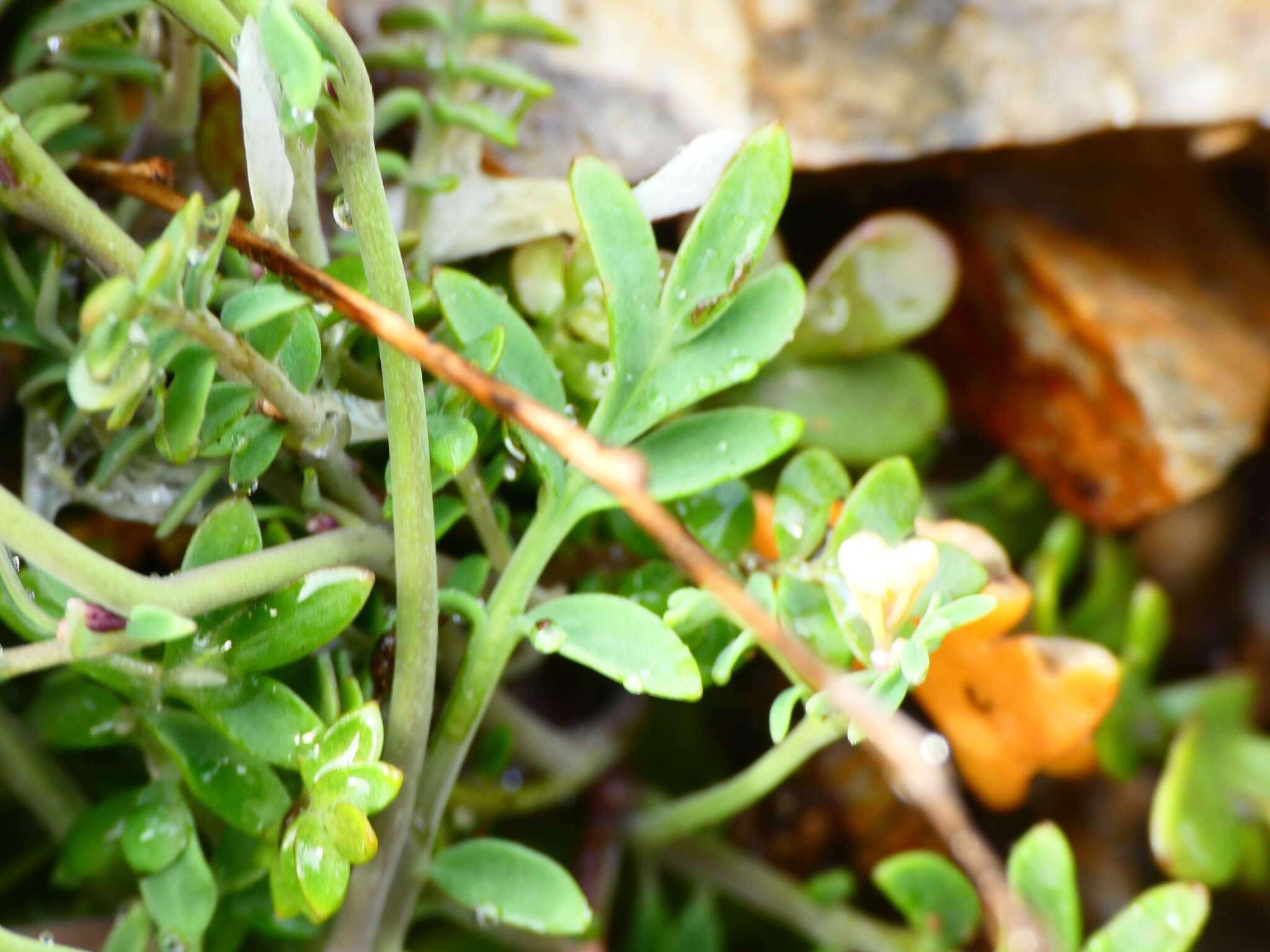 Imagem de Cardamine glauca Spreng.