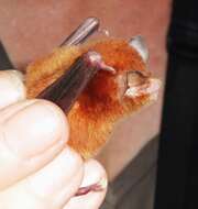 Image of Mexican Greater Funnel-eared Bat