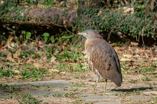 Image of Japanese Night Heron