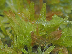 Sphagnum truncatum Hornschuch 1841的圖片