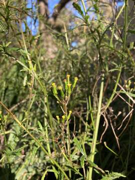 Image of Erechtites glomerata (Desf. ex Poir.) DC.