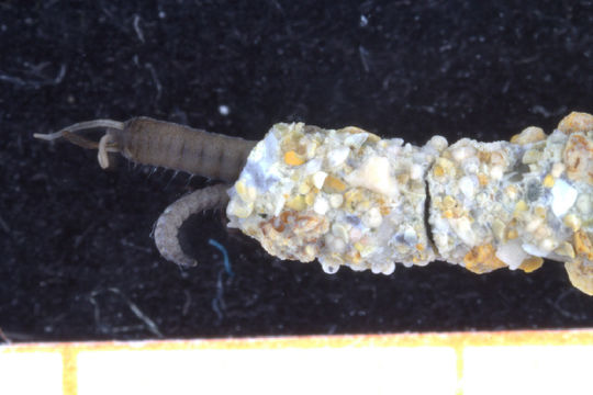 Image of Ctenodrilidae