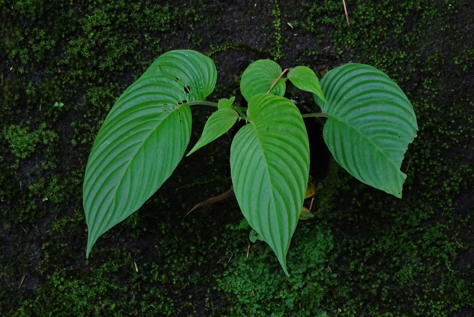 Imagem de Rhynchoglossum obliquum Blume