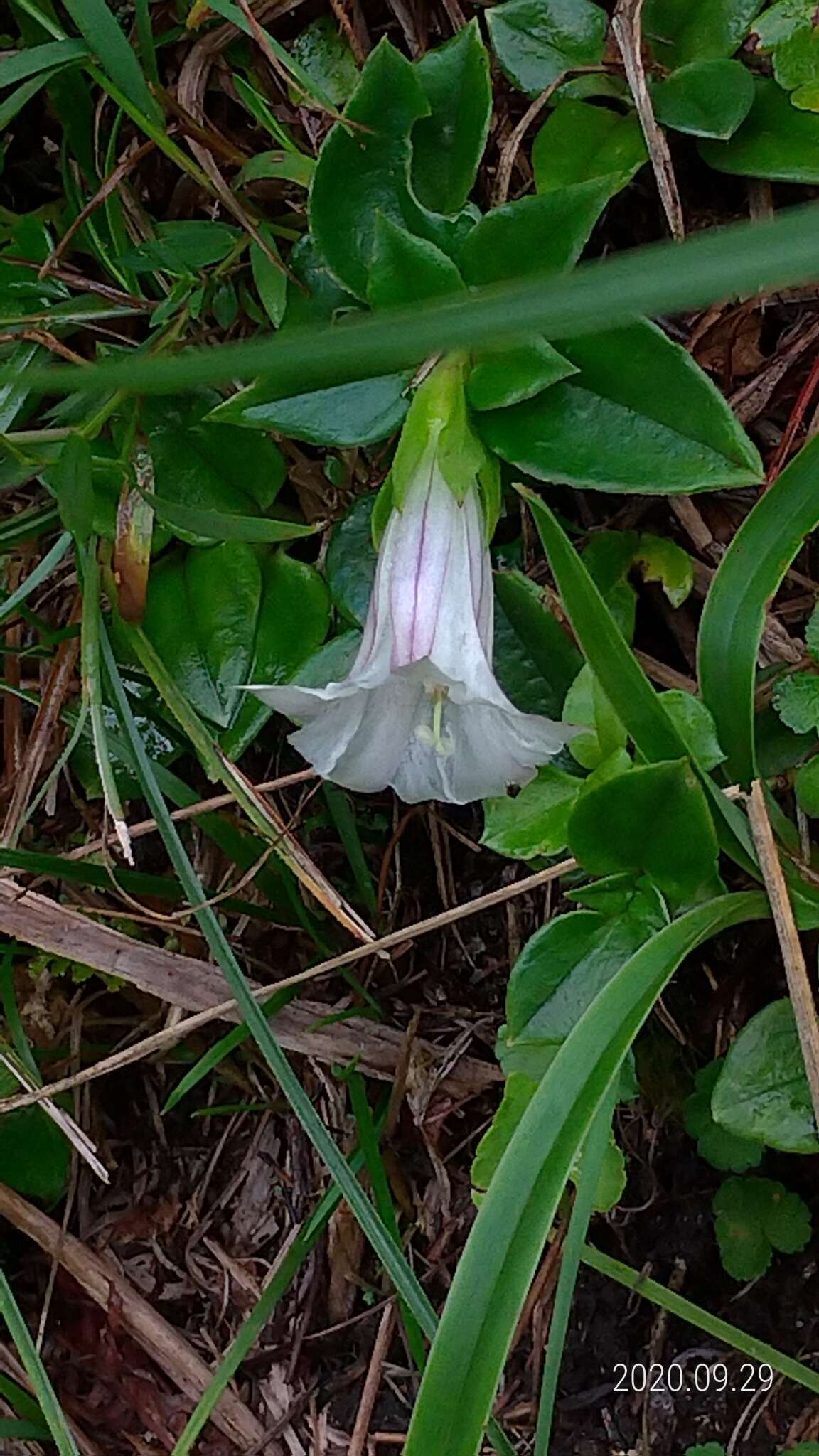 Image of Tripterospermum alutaceifolium (T. S. Liu & C. C. Kuo) J. Murata