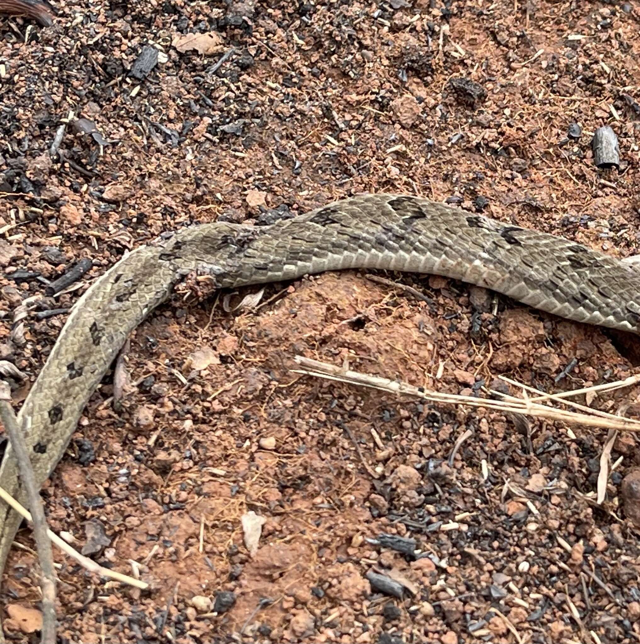 Image of Spotted Night Adder