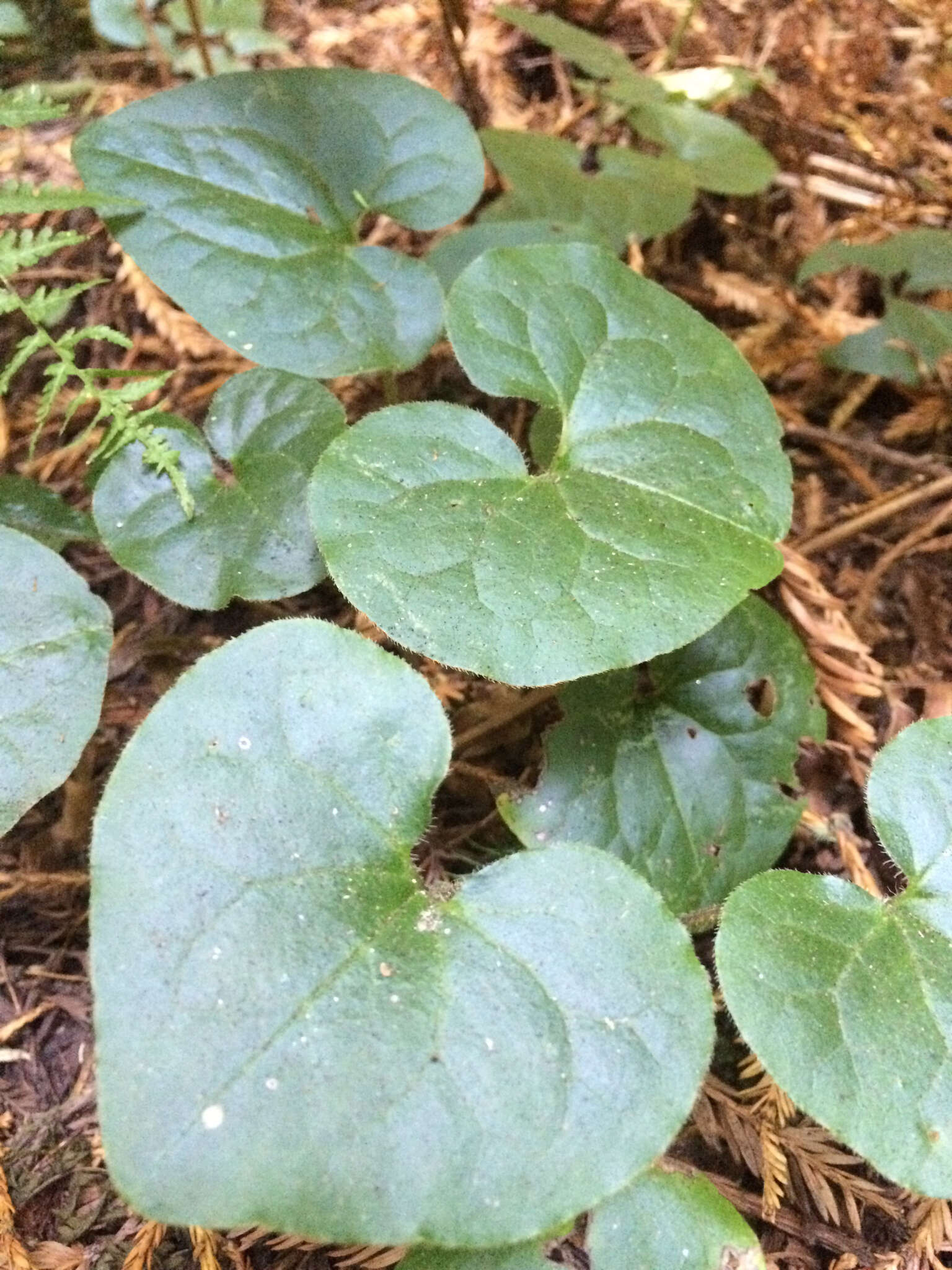 Image of British Columbia wildginger