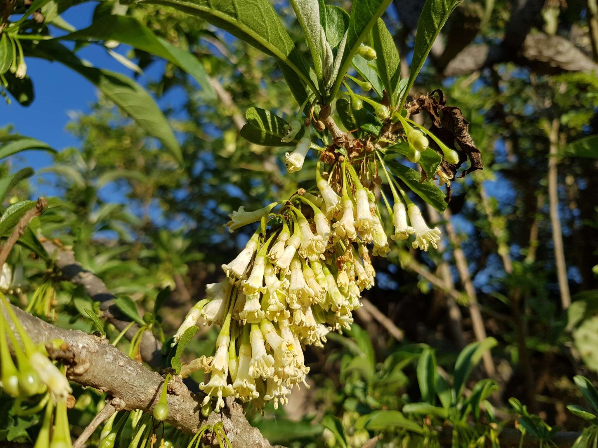 Sivun Acnistus arborescens (L.) Schltdl. kuva