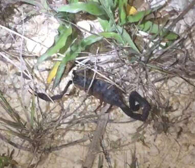 Image of Florida Bark Scorpion