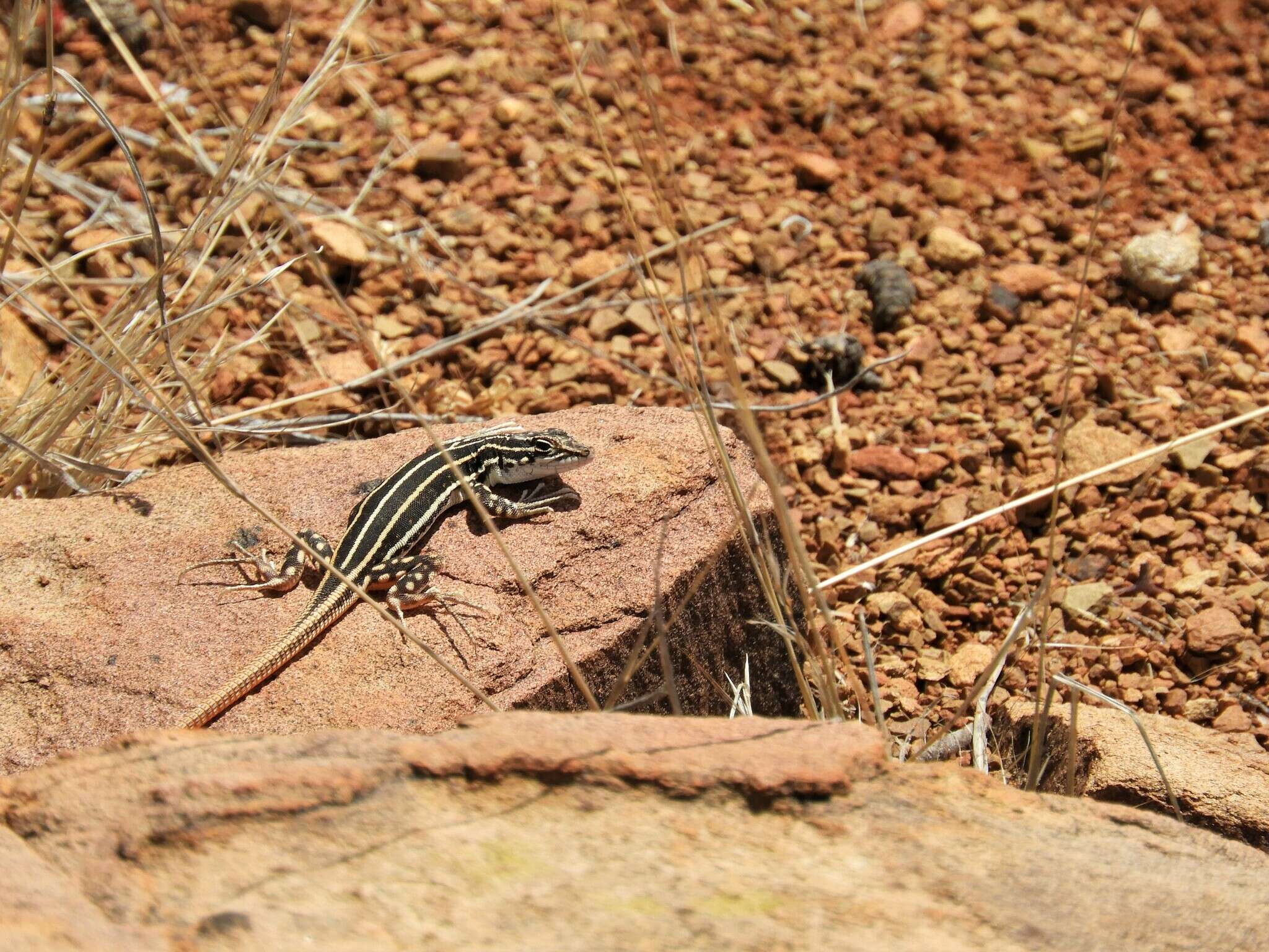 صورة Pedioplanis laticeps (Smith 1849)