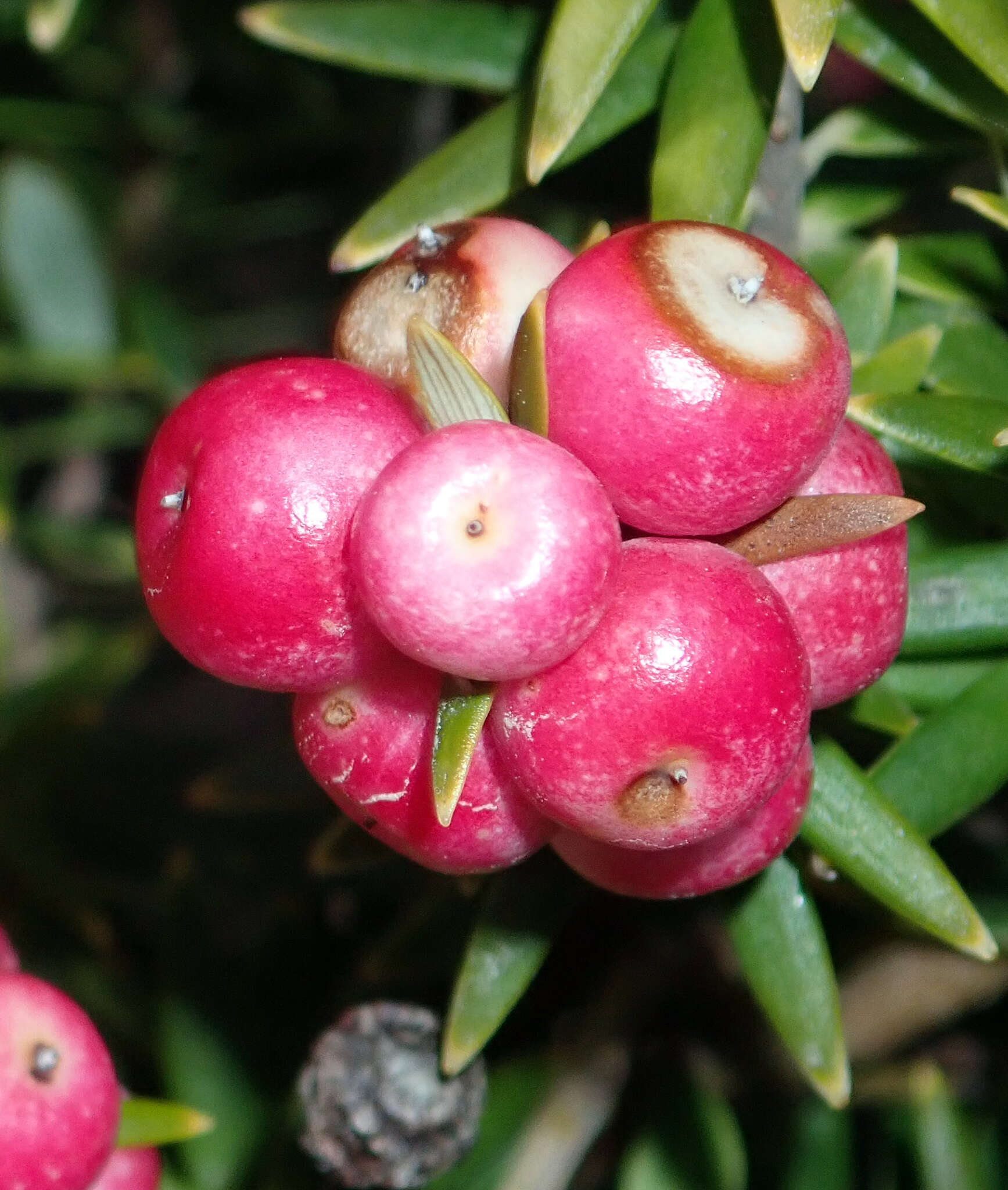 Image of Leptecophylla robusta (Hook. fil.) C. M. Weiller