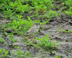 Image of Three-banded Courser