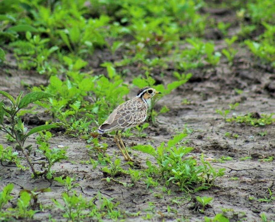 Image of Three-banded Courser