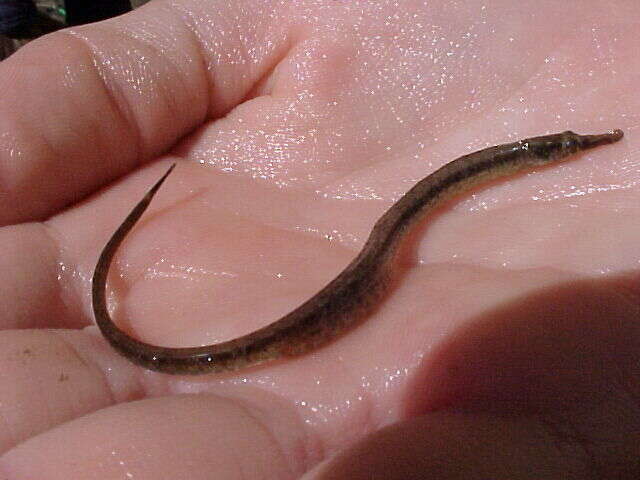 Image of American Gulf Pipefish