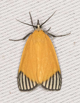 Mapeta xanthomelas Walker 1863的圖片