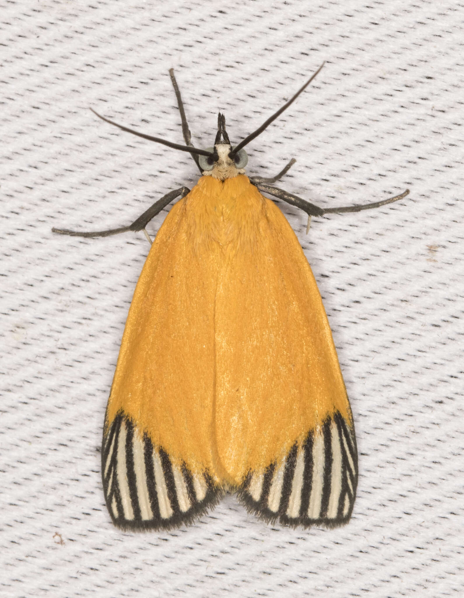 Mapeta xanthomelas Walker 1863的圖片