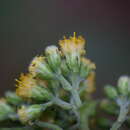 Image of Alloispermum colimense (Mc Vaugh) H. Rob.