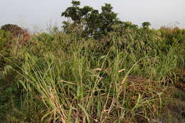 Image of broom corn