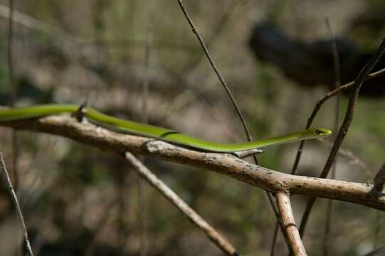 صورة Opheodrys aestivus aestivus (Linnaeus 1766)