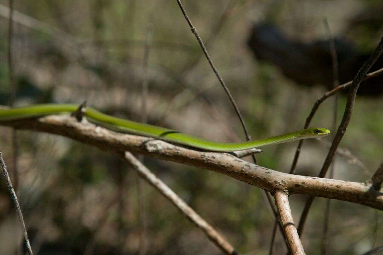 Plancia ëd Opheodrys aestivus aestivus (Linnaeus 1766)