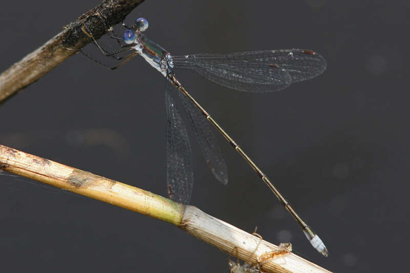 Image of Carolina Spreadwing