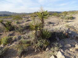 Image of Mojave yucca