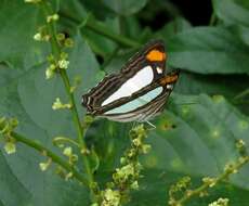 Слика од Adelpha thoasa