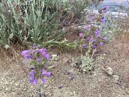 Image de Penstemon eriantherus var. whitedii (Piper) A. Nels.