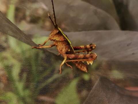 Image of Aeolacris octomaculata (Scudder & S. H. 1869)