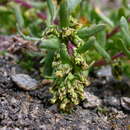 Image of Artemisia nivalis Br.-BI.