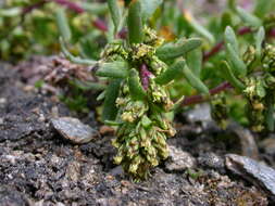 Image of Artemisia nivalis Br.-BI.