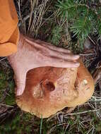 Image of Boletus chippewaensis A. H. Sm. & Thiers 1971