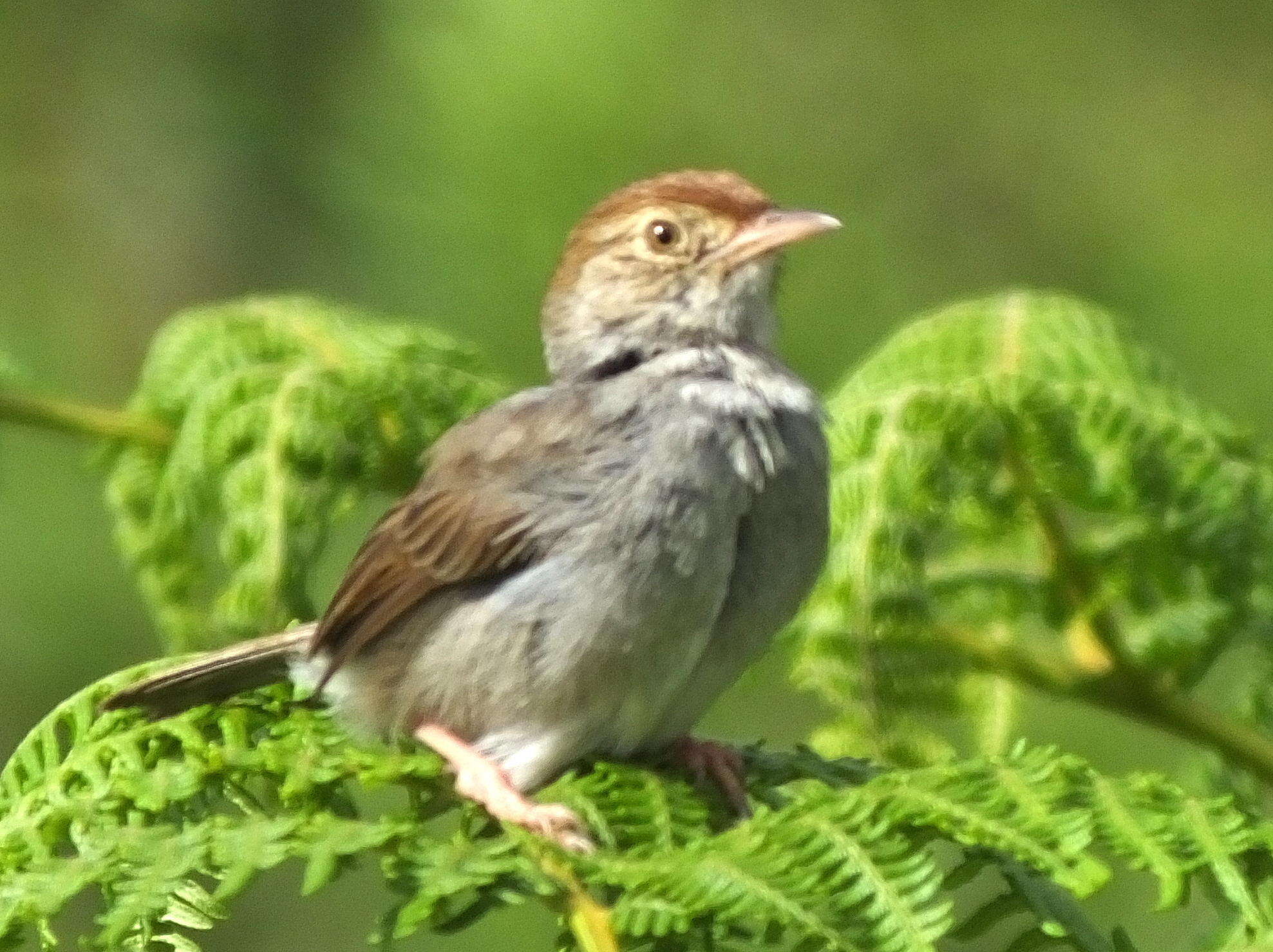 Imagem de Cisticola fulvicapilla fulvicapilla (Vieillot 1817)