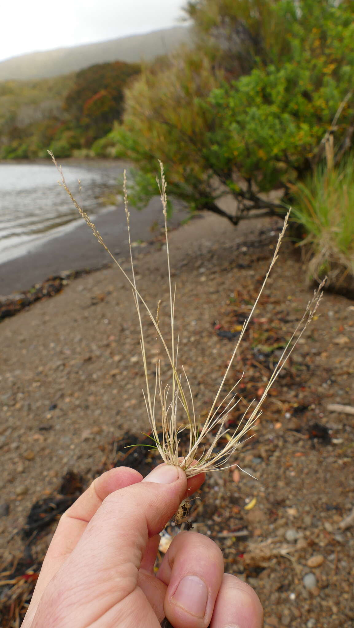 Image of Deschampsia chapmanii Petrie