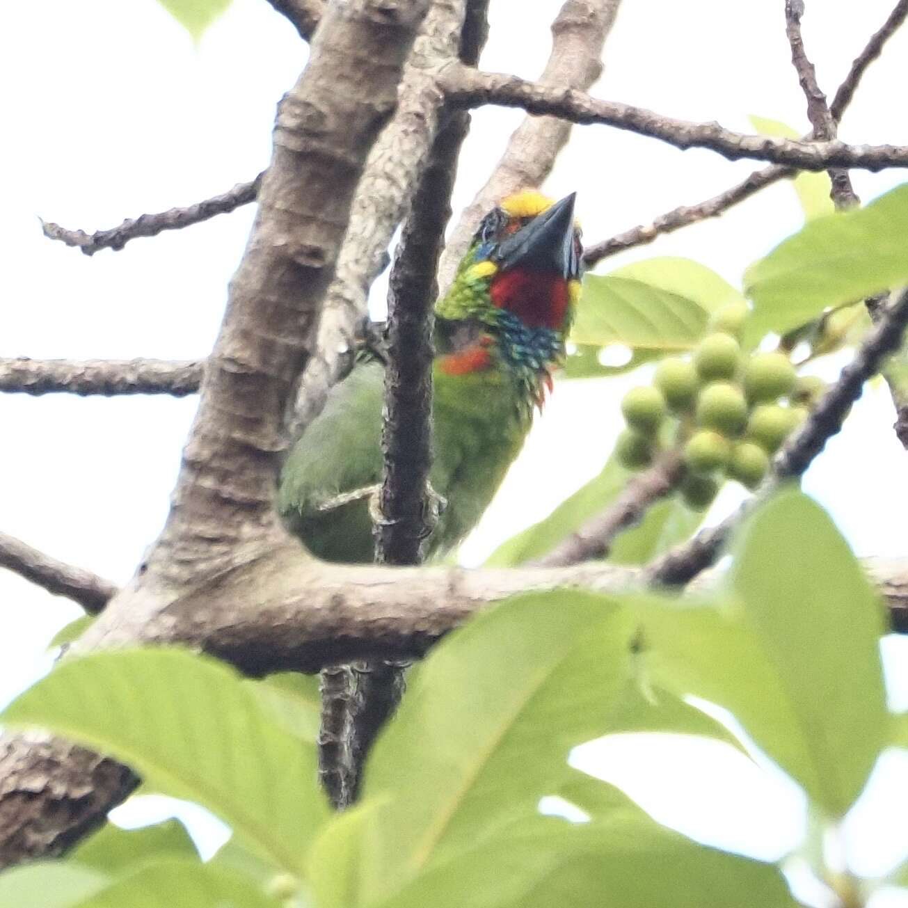 Image of Red-throated Barbet