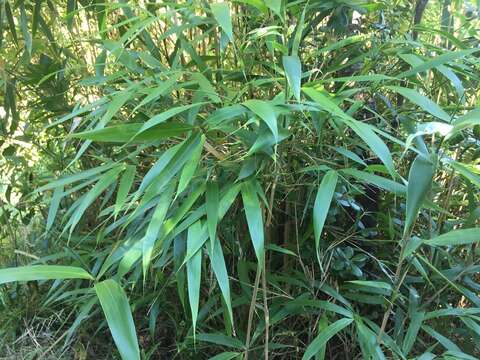 Image of arrow bamboo