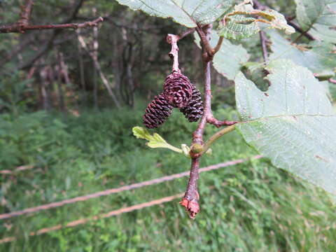 Image of Alnus hirsuta (Spach) Rupr.