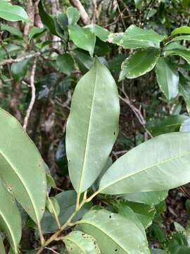 Image of Magnolia compressa Maxim.