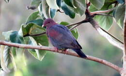 Image de Pigeon à bec rouge