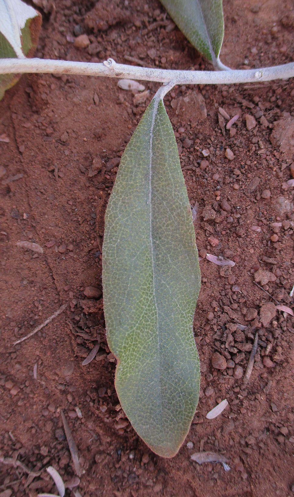 Image of Camphor bush