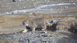 Image of Pallas’s cat